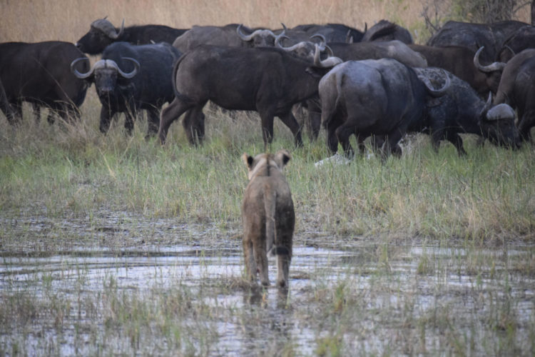 lion and buffalo okavango delta