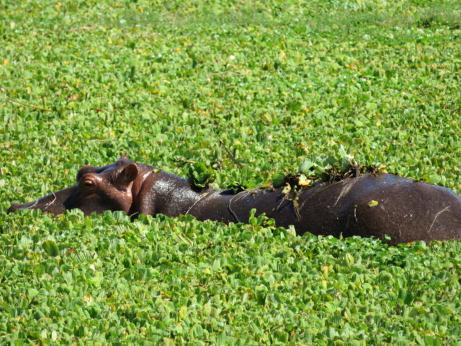 solo-traveller-donna-watson