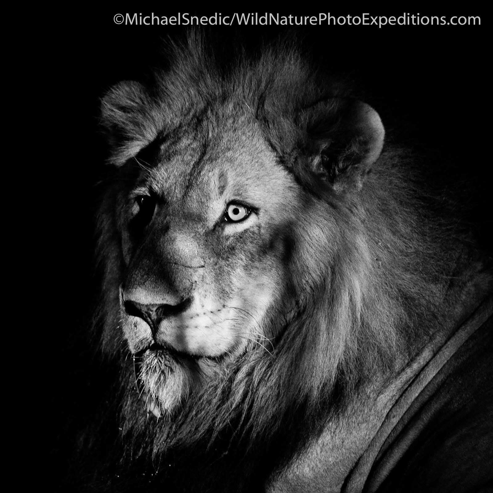 michael-snedic-lion-black-and-white