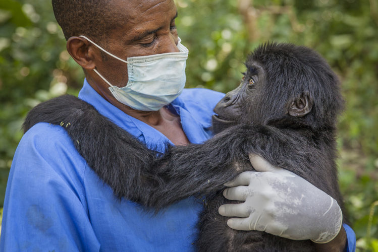 gorilla-doctors-orphan-kalonge
