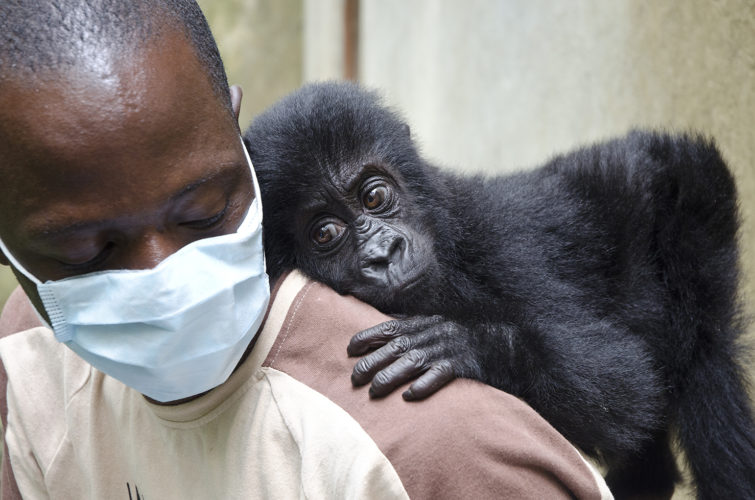 human-carer-gorilla-doctors-orphan