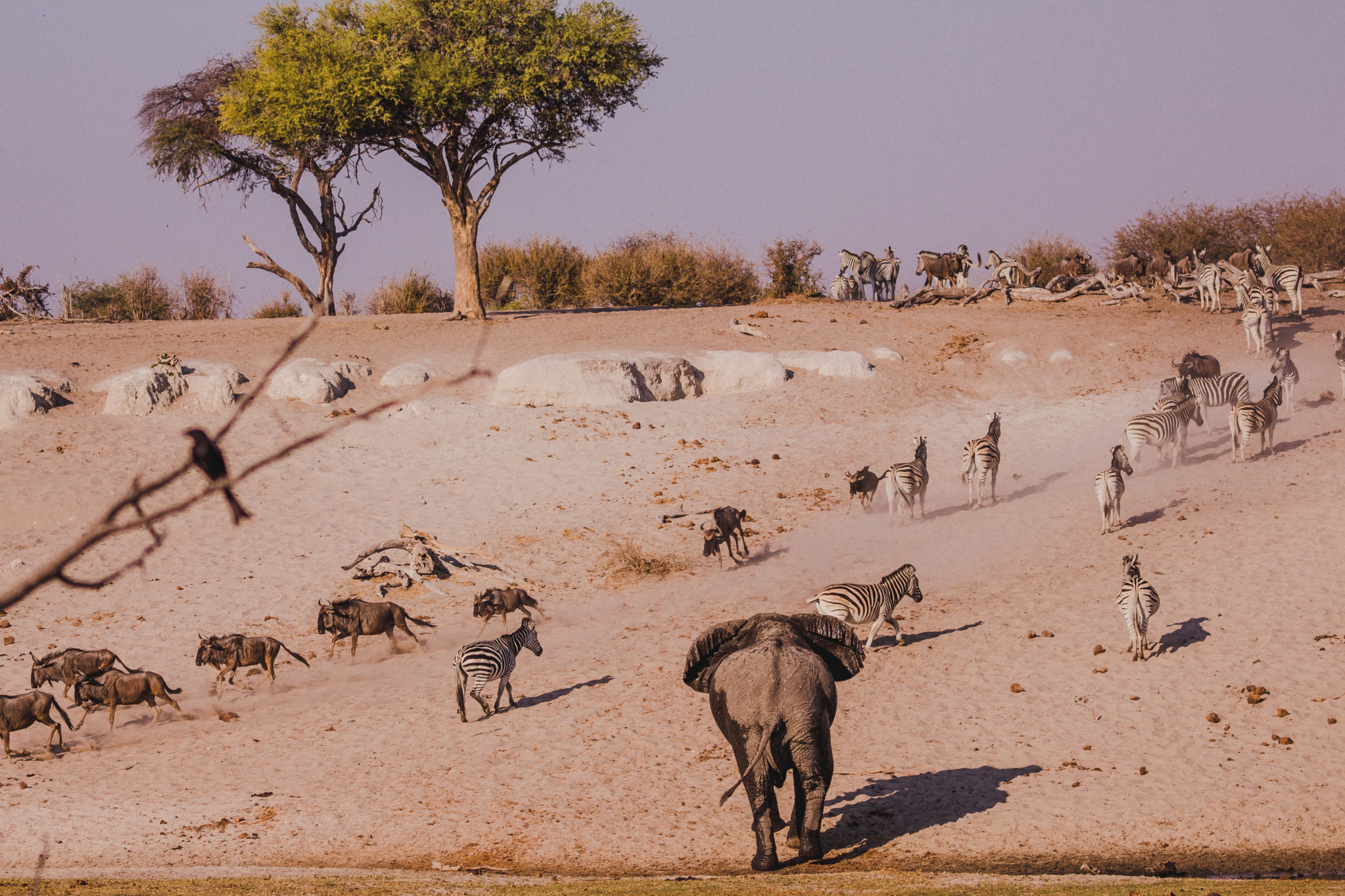 zebra migration in Africa_michael rupp_Leroo La Tau
