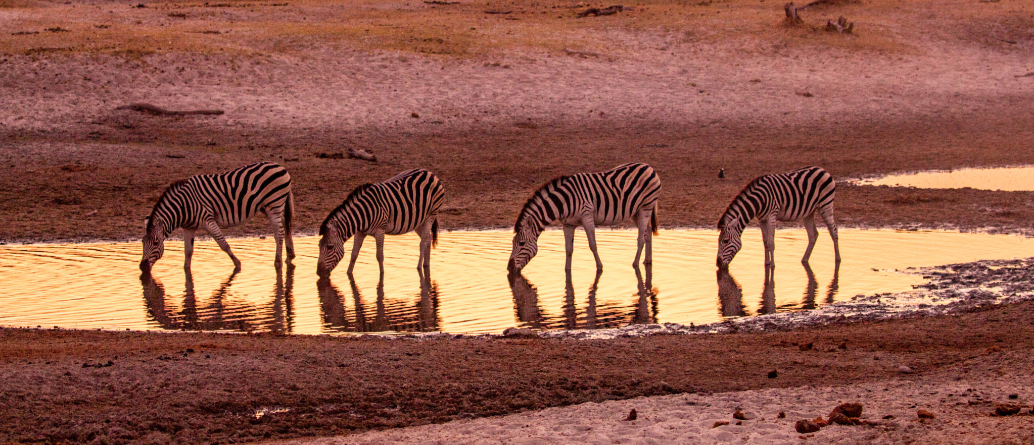 zebra migration in Africa_Boteti River