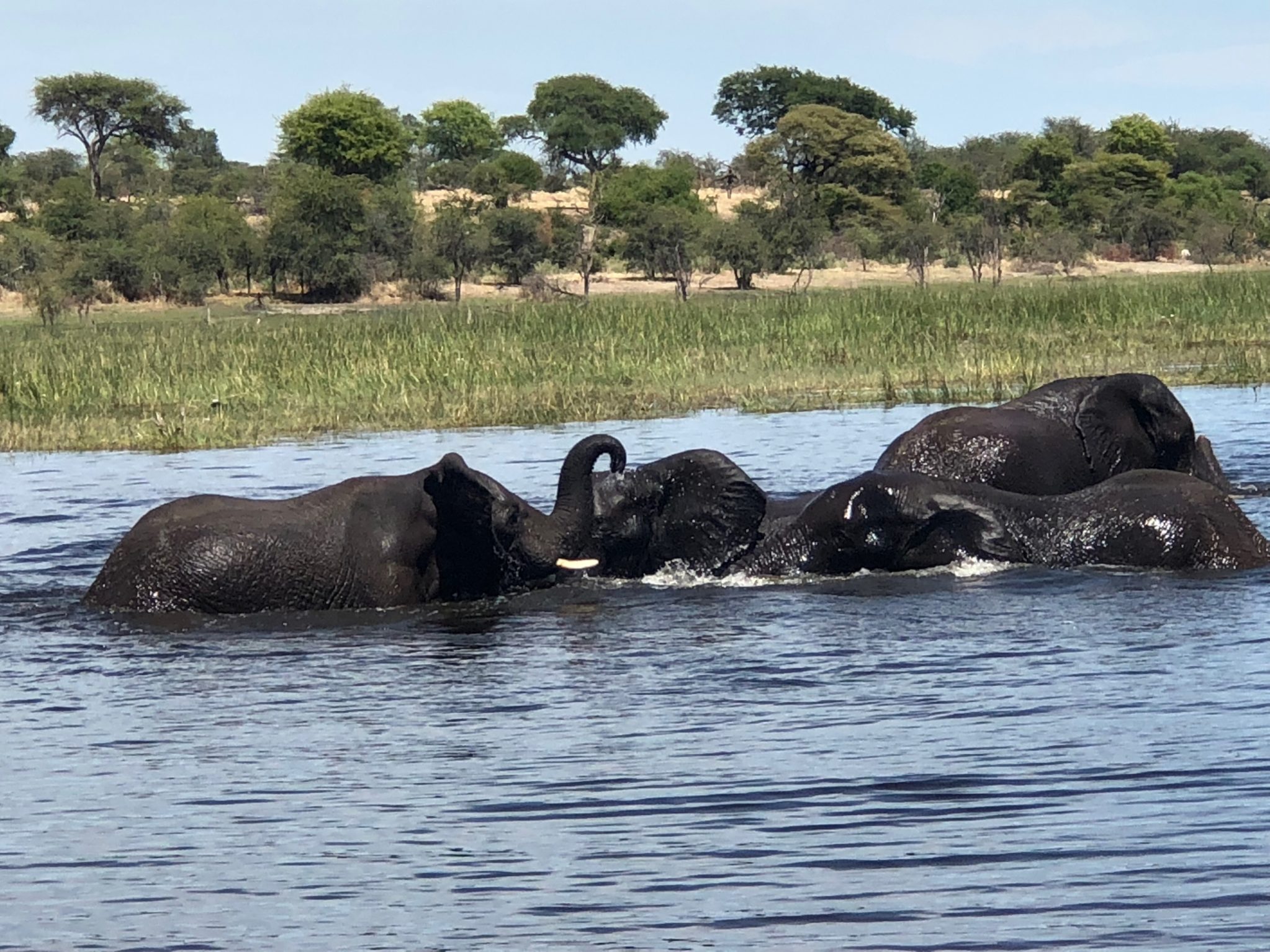 Elephants in the Boteti River Botswana by Danica Wilson