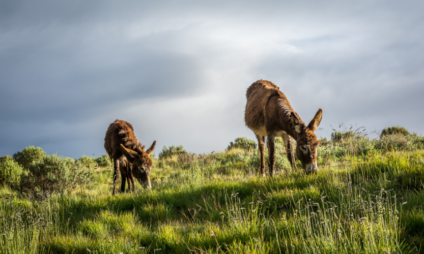 Lesotho donkeys