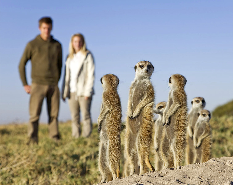 meerkats in the makgadikadi pan