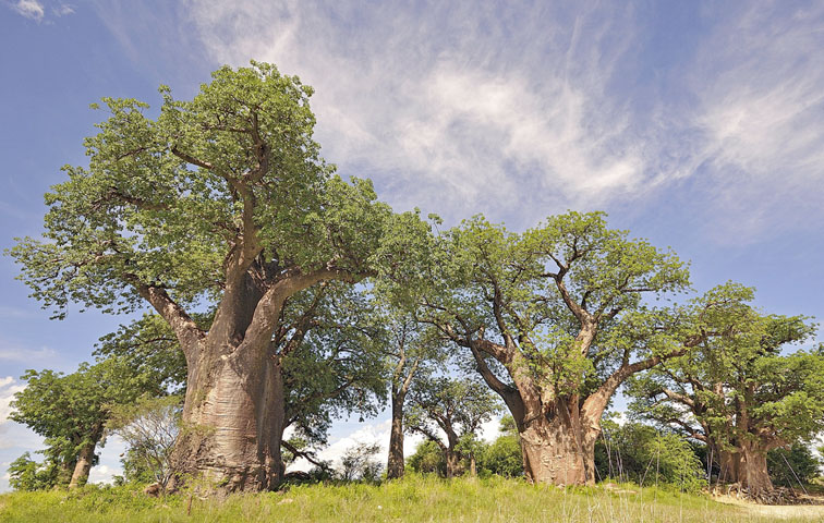 Baines Baobab Kalahari