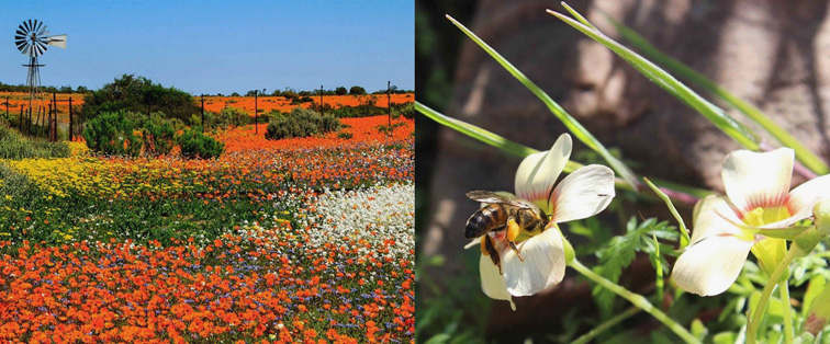 South Africa's spring flowers spectacle