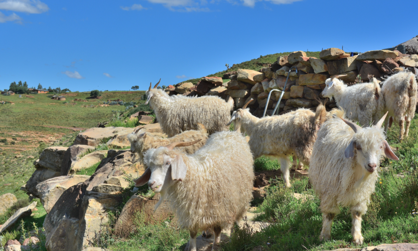 lesotho rural life sheep on mountains