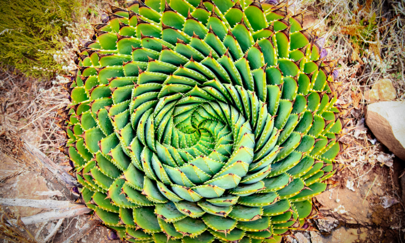 Lesotho national flower aloe