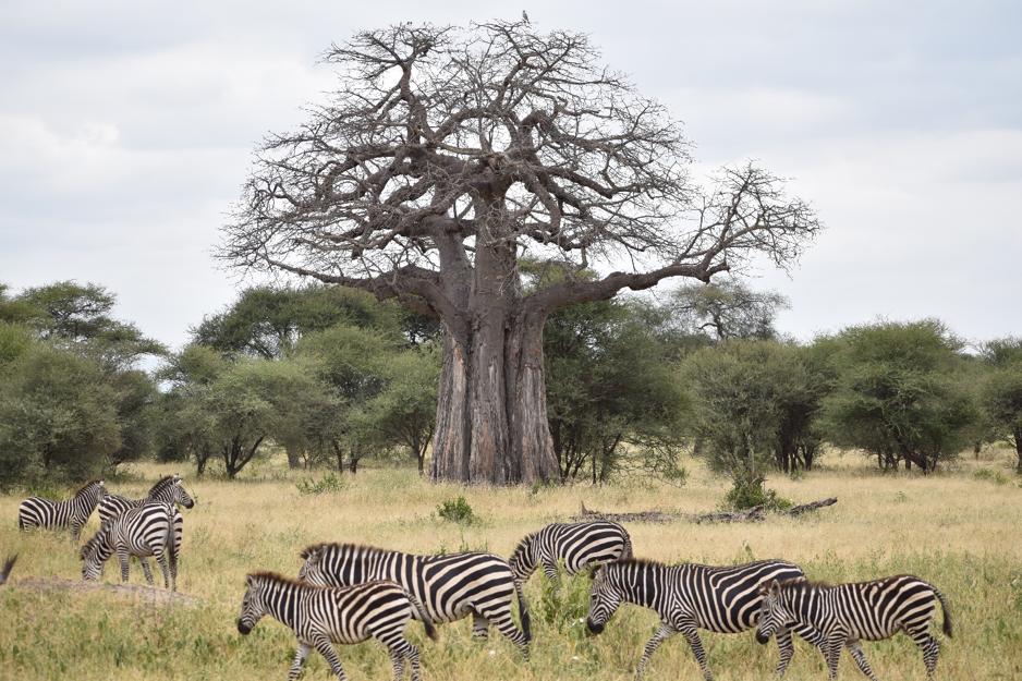 Alex Family safari Tanzania 2019