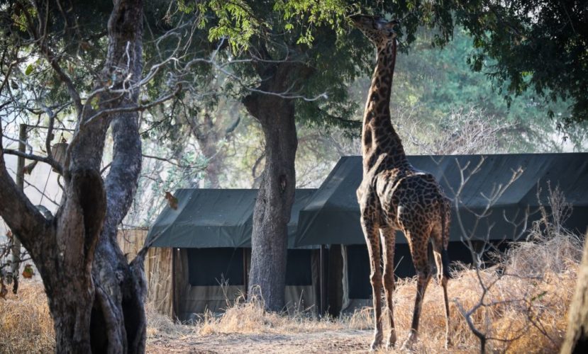 Chada Katavi tents and giraffe