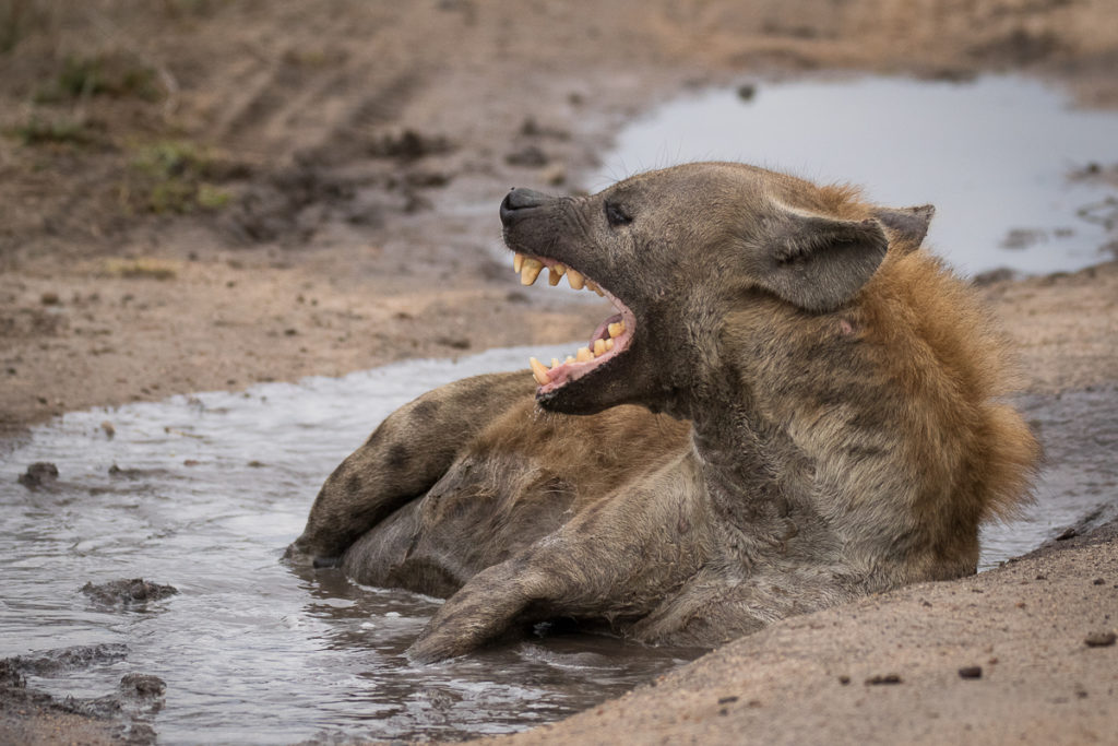 Hyena yawning 