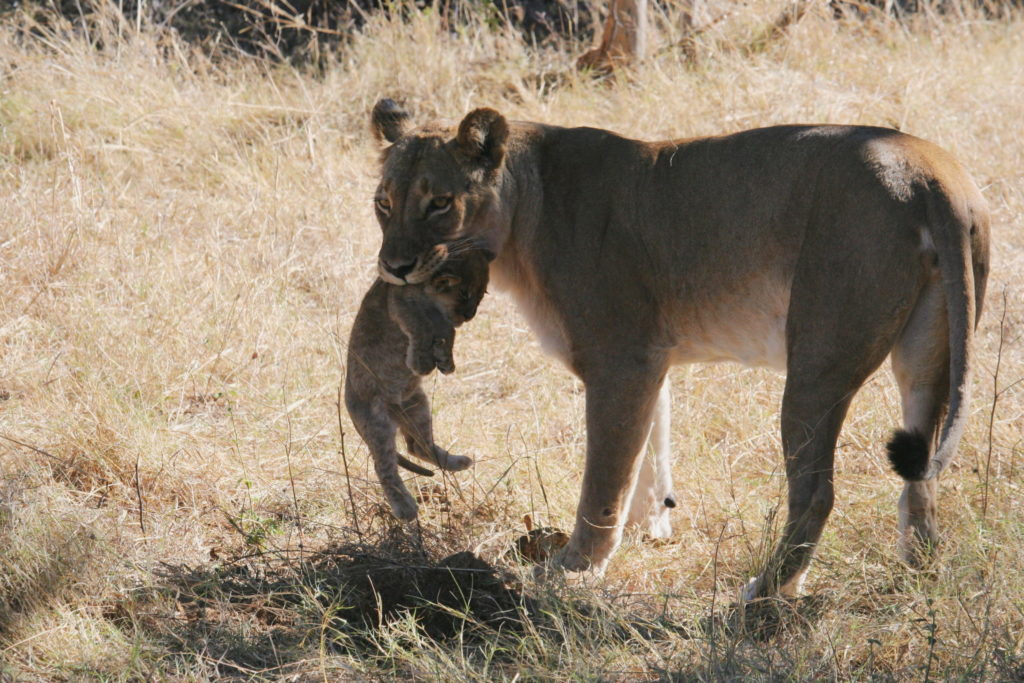Lioness with cub in mouth Quinn Family safari 2019