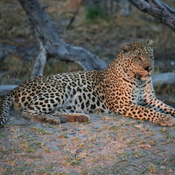 Leopard, Quinn Family safari 2019