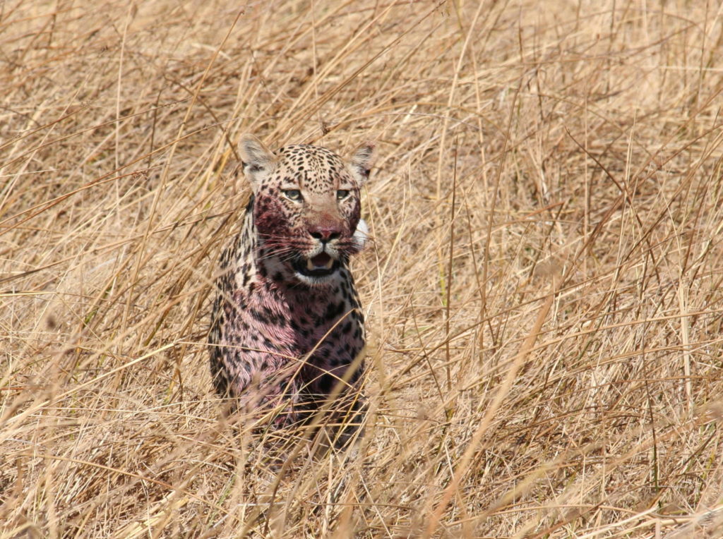 Quinn family safari leopard in grass bloody face