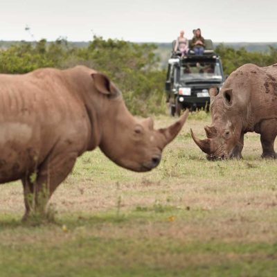 solio lodge kenya rhino game drive