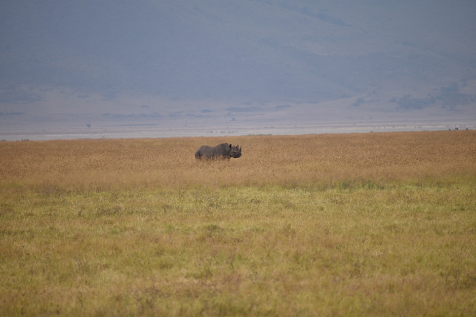 rhino serengeti tanzania Alex family