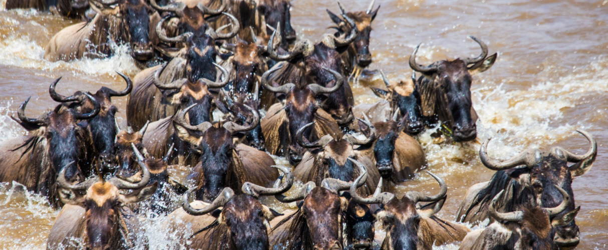 great wildebeest migration canva image