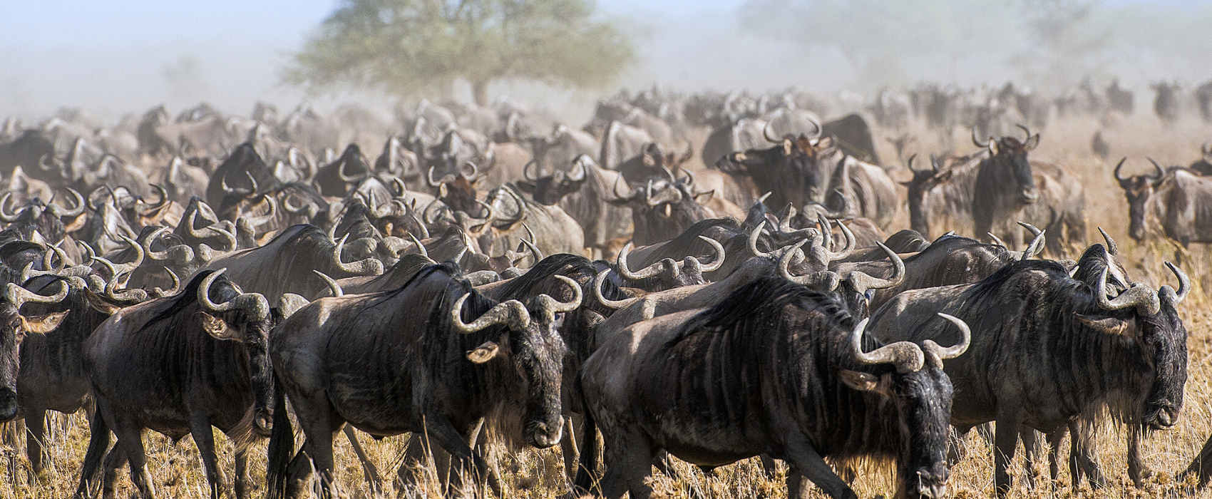 canva image red sea diving egypt