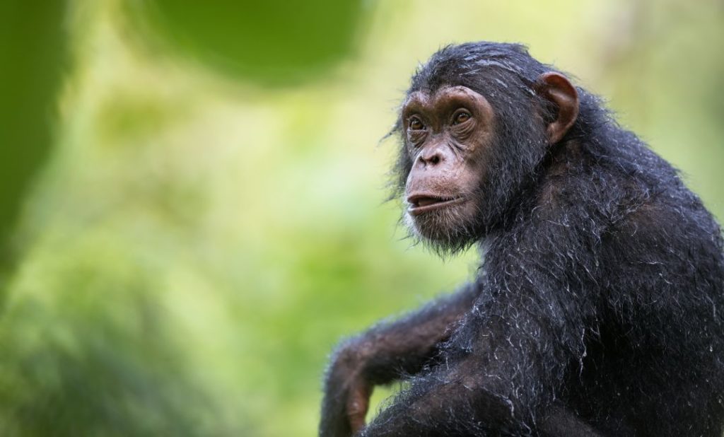 greystoke mahale chimps nomad tanzania