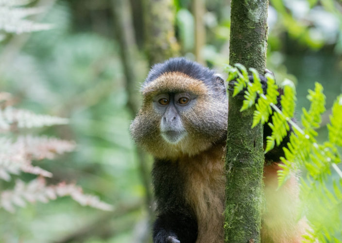golden monkey nyungwe forest rwanda