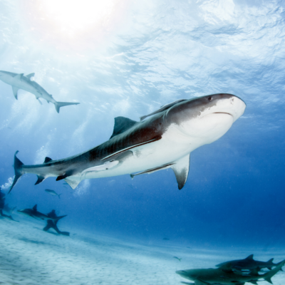 tiger sharks south africa diving canva image