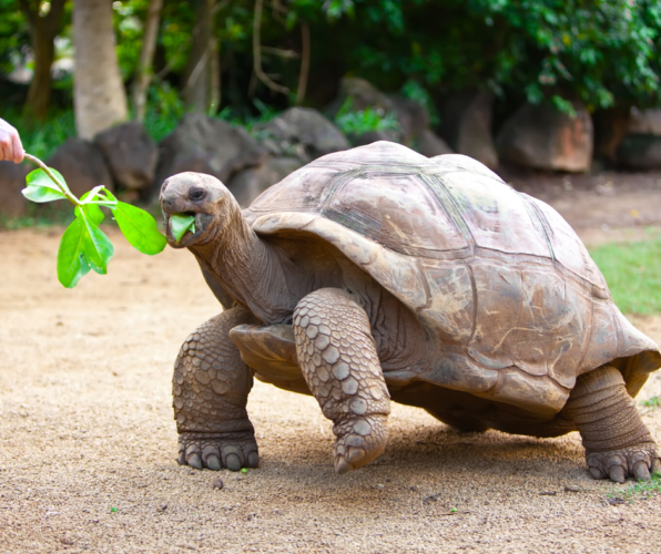 giant tortoise mauritius canva image