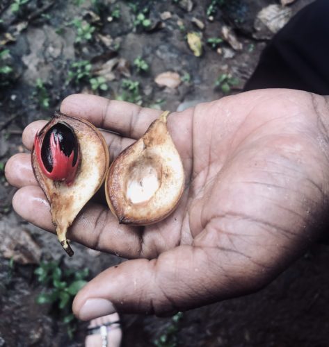 nutmeg, spices, Zanzibar spice tour, zanzibar