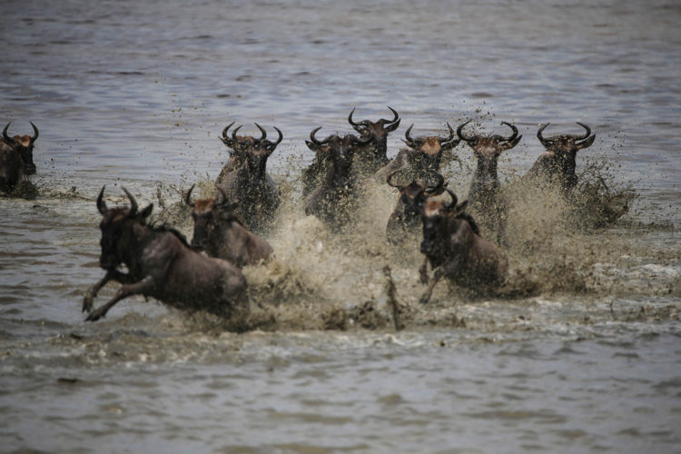 east-africa-holiday-serengeti-national-park-tanzania-holidays-wildebeest-migration