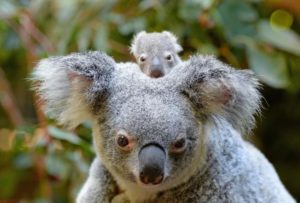 Macadamia the baby koala, Australia Zoo, Beerwah, Queensland © Ben Beaden, Australia Zoo
