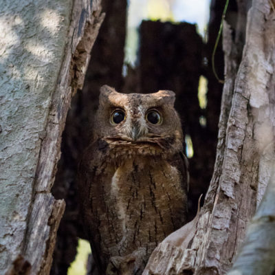 Owl_Zito_Madagascar122