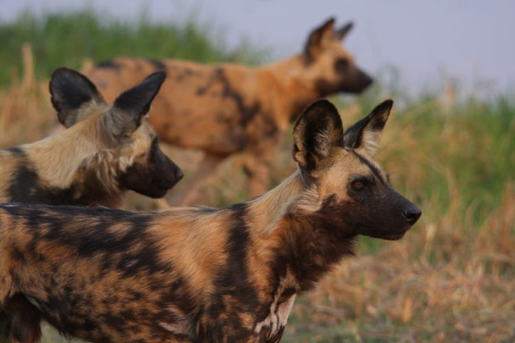 wild dogs latest trans frontier conservation area in Africa