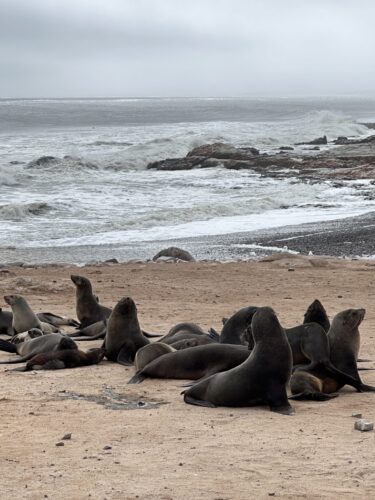 seals Skeleton Coast Namibia DW