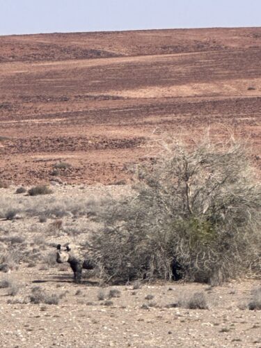 desert rhino damaraland