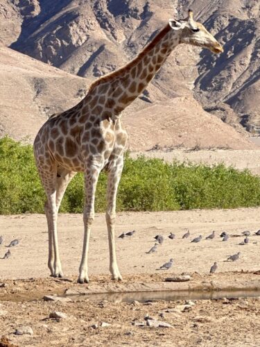 giraffeDamaralandnamibia DW