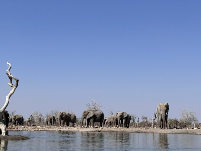 elephants Wildlife in Namibia Etosha Waterhole