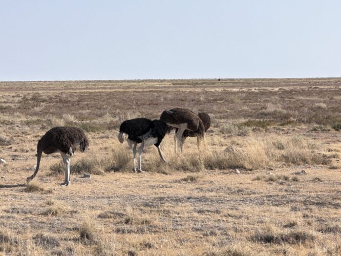 ostrich namibia dw