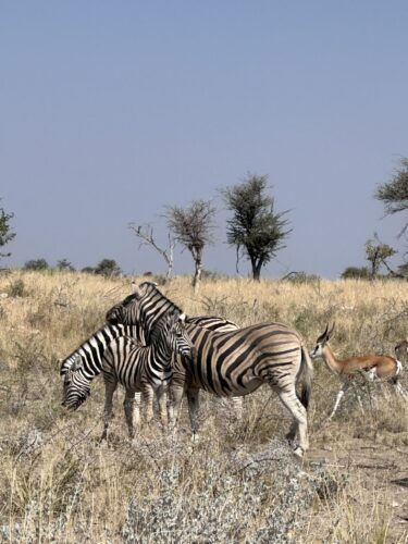 zebra Etosha wildlife in namibia dw