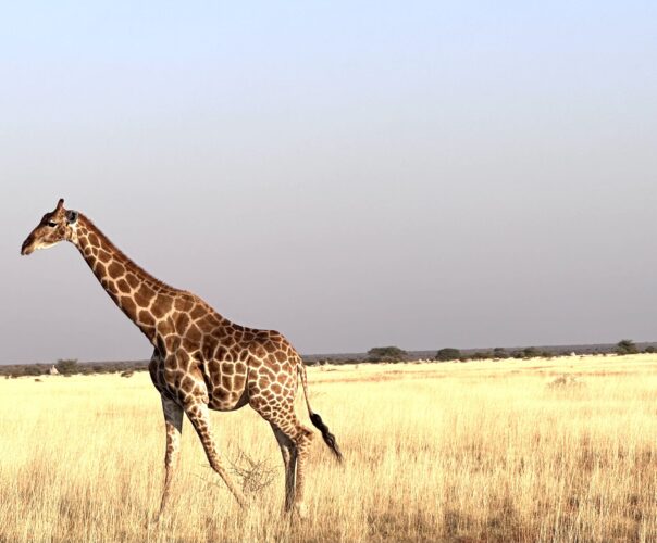 giraffe Etosha namibia DW