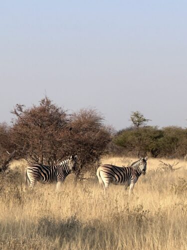 zebra DW namibia etosha