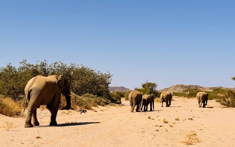Onduli Ridge desert elephant safari damaraland namibia DW 2023