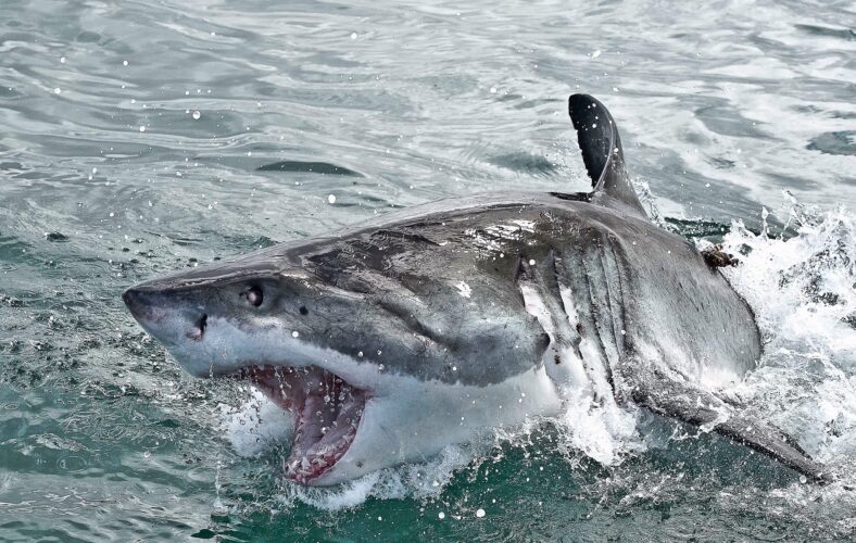 South Africa Great White Sharks