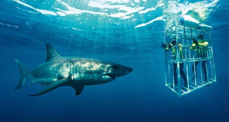South Africa Great White Sharks