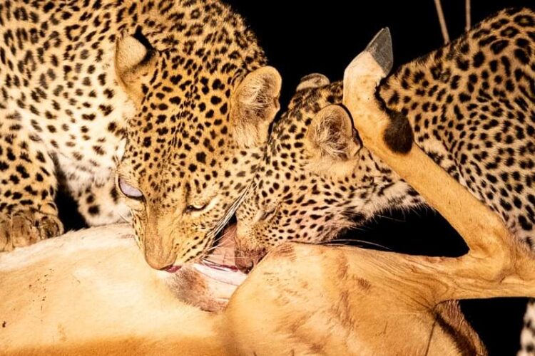 Leopard Boertje safari Zambia 2023