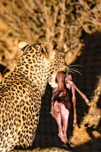 Dave Boertje Zambia safari couples leopard kill