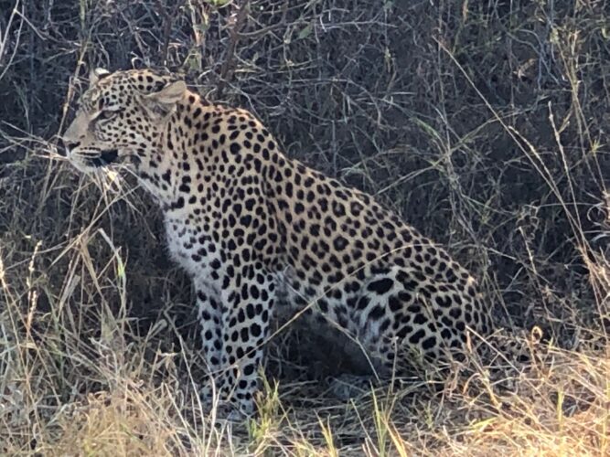 Solo traveller Bev Gait Botswana safari Review leopard