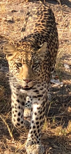 Bev Gait Solo traveller Botswana Victoria Falls leopard close up