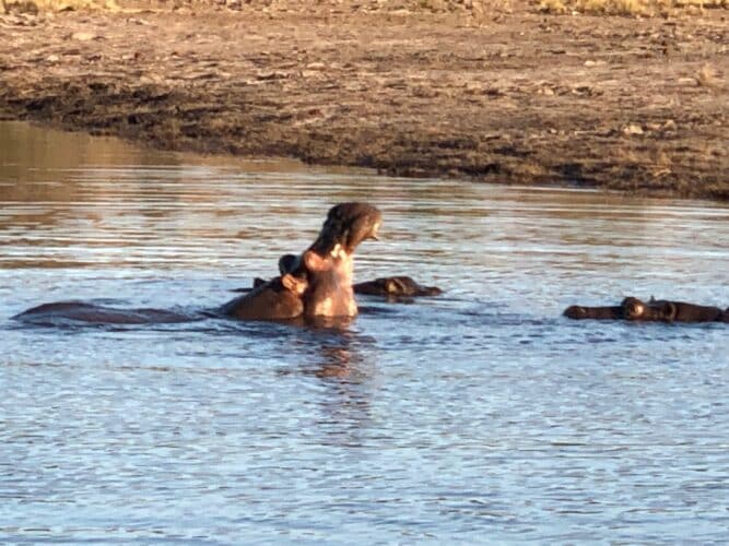 Bev Gait Solo traveller Botswana Victoria Falls hippo