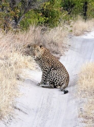 Bev Gait Solo traveller Botswana Victoria Falls leopard on the road